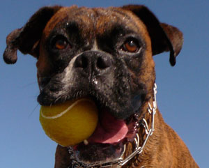 A Dog Called Hope Fernando's Dog Hope Gay Domestic Violence Story